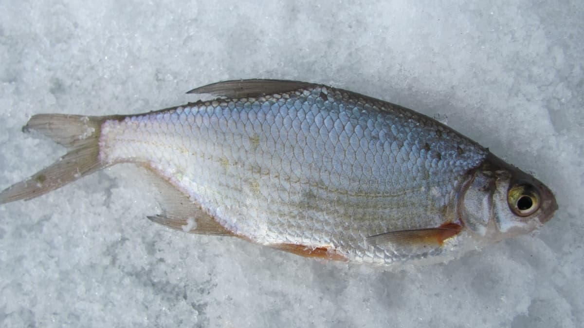 Каких рыб выгодно выращивать?