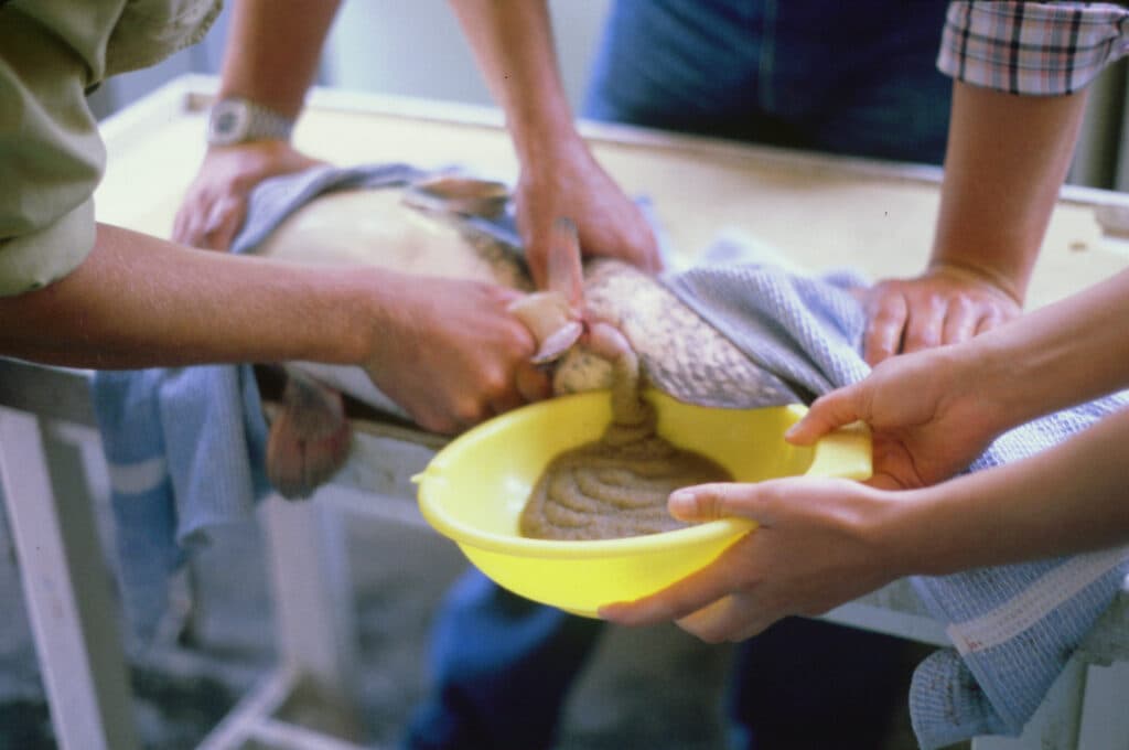 European catfish – new perspectives