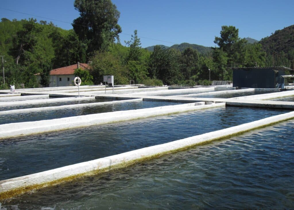 What hinders the development of trout farming?