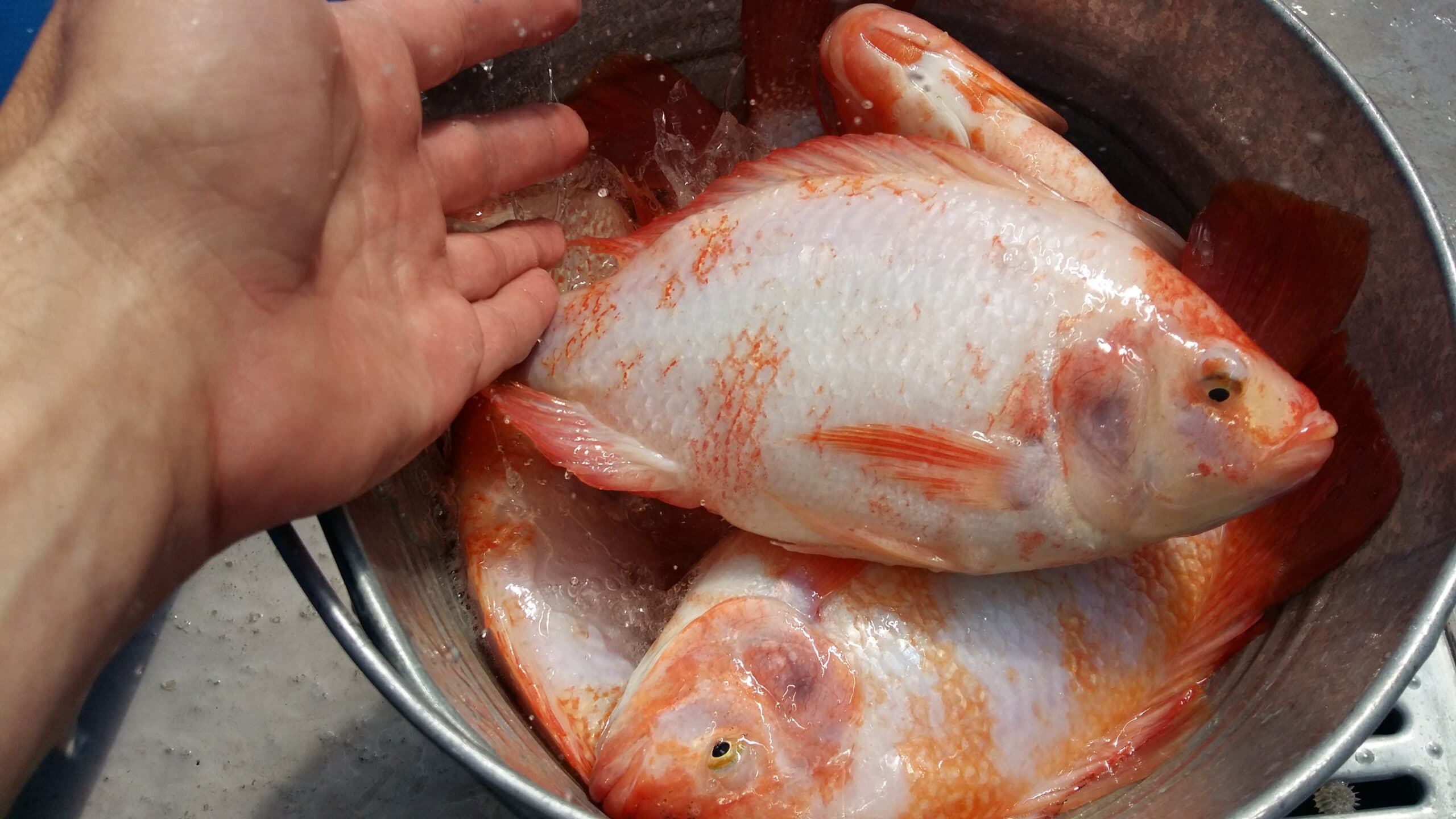 Перший урожай червоної тилапії