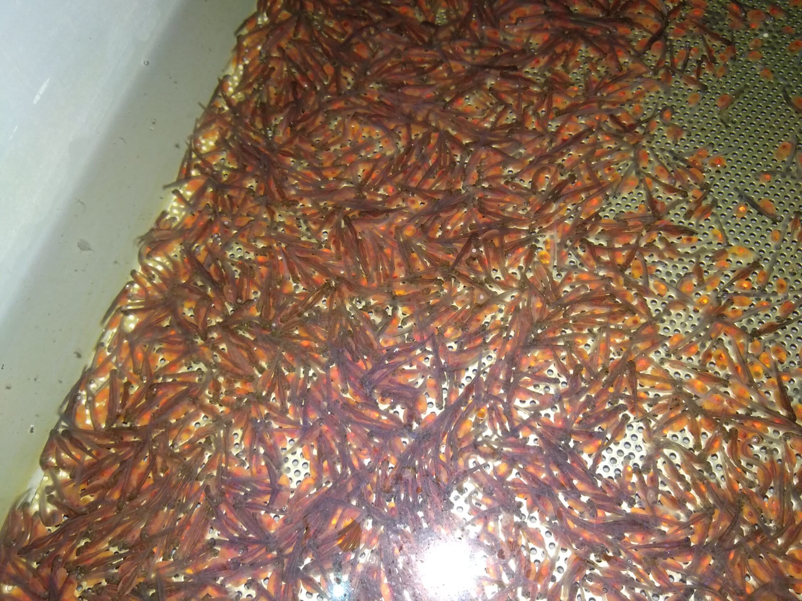 Личинка триплоїда форелі