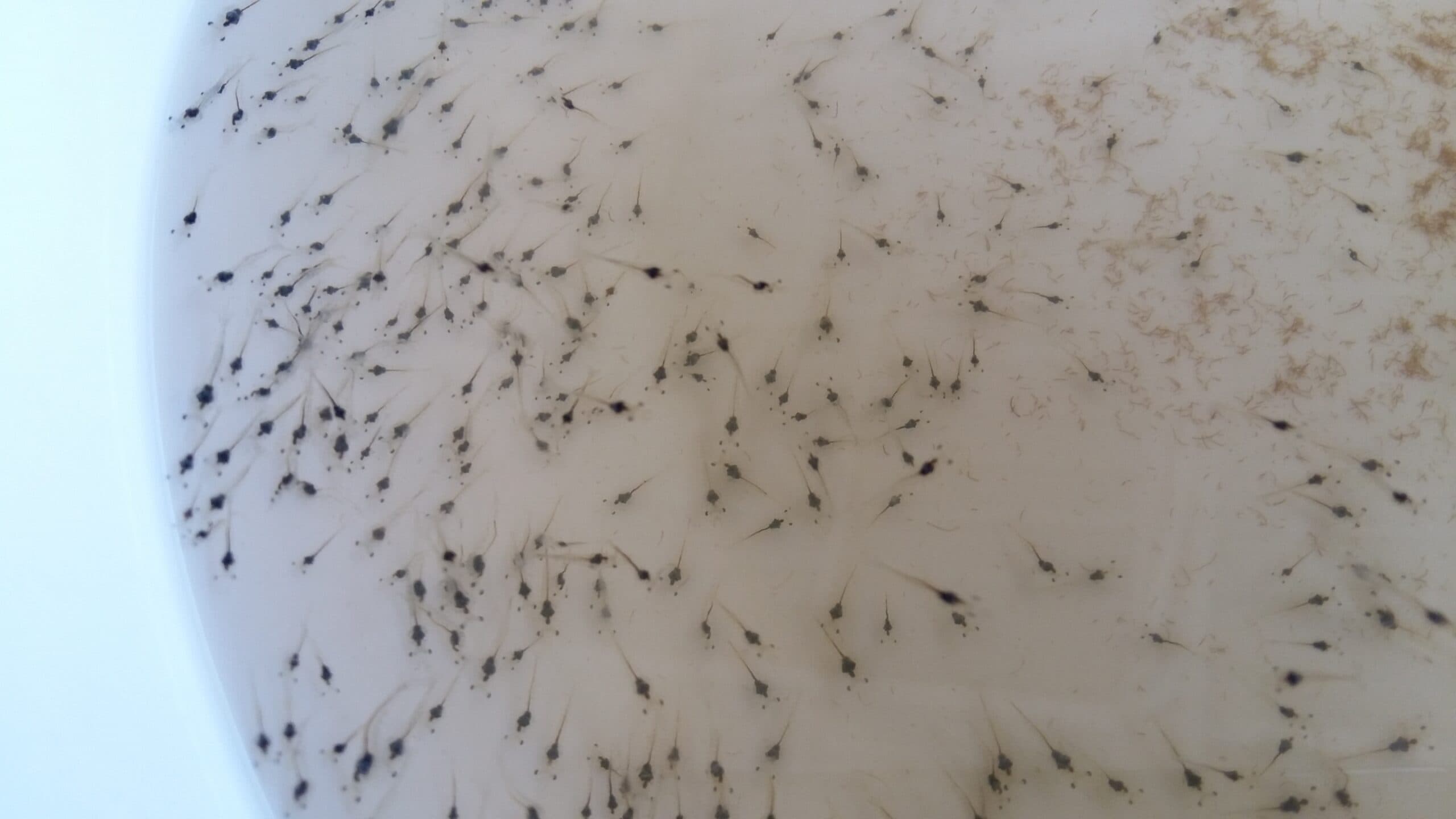 Королевська креветка