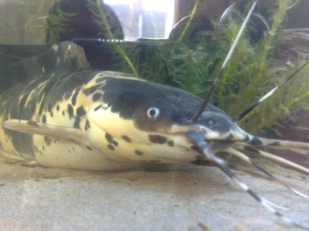 Ферма кларієвого сома на Черкащині