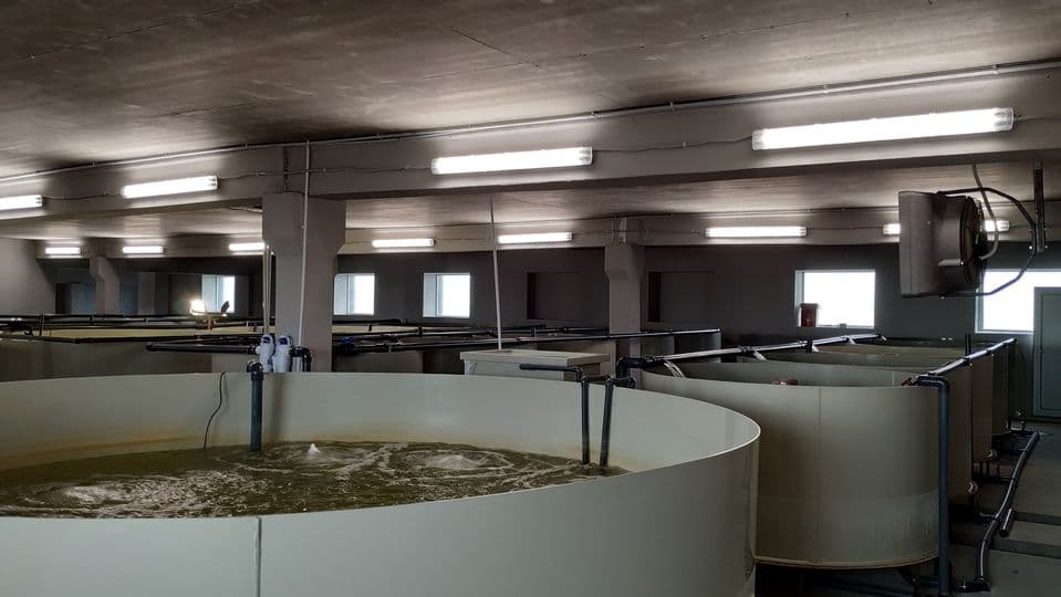 Ферма креветок в Литві