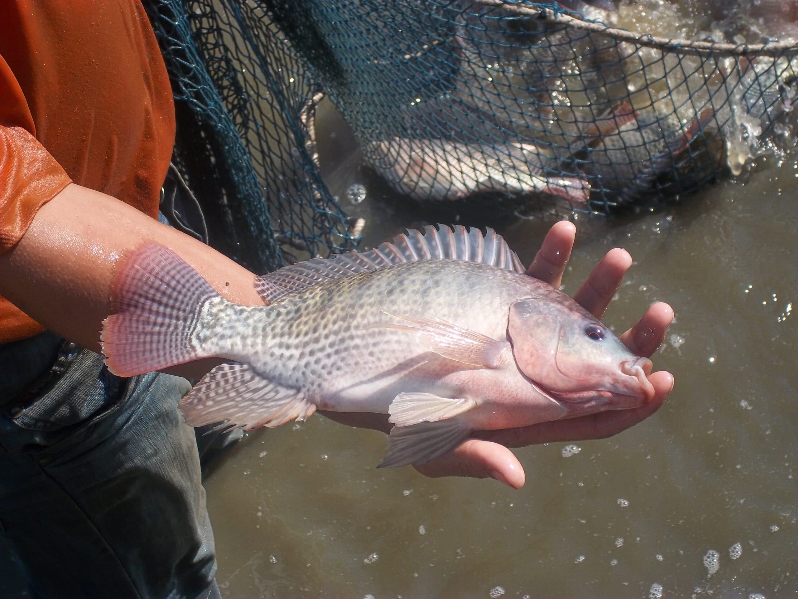 Тиляпия – самый выгодный объект аквакультуры