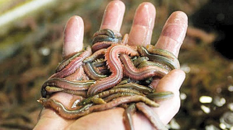 Поліхети - багатощетинкові черви